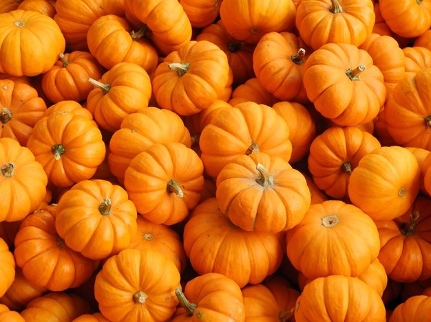close-up-shot-fresh-pumpkins-different-shapes-sizes-perfect_181624-31370